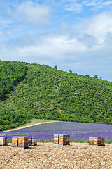 Image showing Beehive close to lavander field