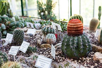 Image showing Cactus greenhouse