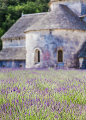 Image showing Lavander field