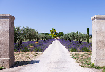 Image showing Lavander garden