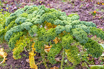 Image showing green kale in cultivation