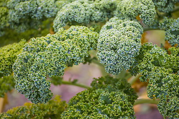 Image showing green kale in cultivation