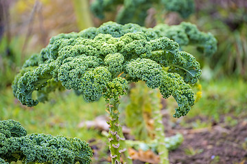 Image showing green kale in cultivation