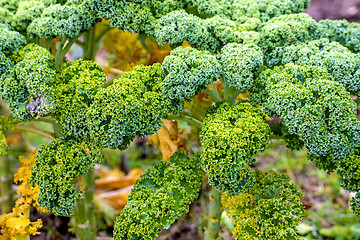 Image showing green kale in cultivation