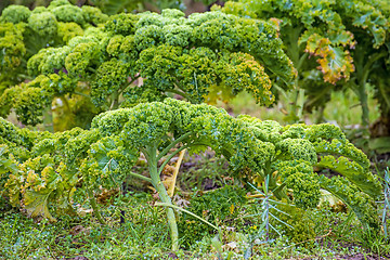 Image showing green kale in cultivation