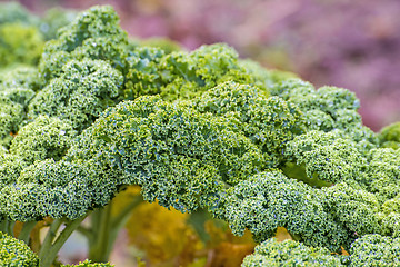 Image showing green kale in cultivation