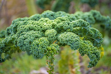 Image showing green kale in cultivation