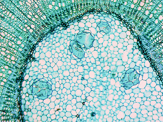 Image showing Tilia stem micrograph