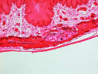 Image showing Epithelium micrograph