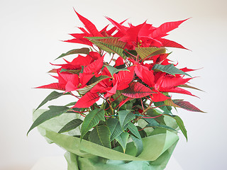 Image showing Poinsettia Christmas star