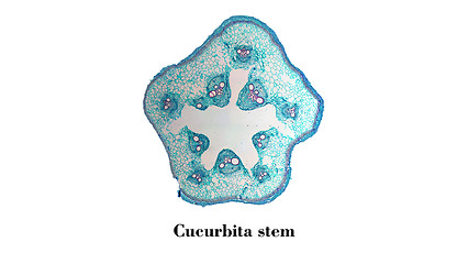 Image showing Cucurbita stem micrograph