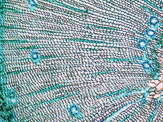 Image showing Pine Wood micrograph