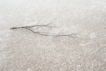 Image showing small branch on the sand