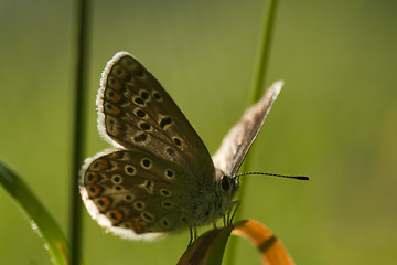 Image showing blue butterfly