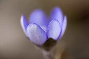 Image showing blue anemone