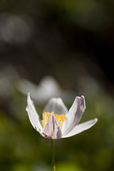 Image showing anemone nemorosa