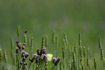 Image showing meadows