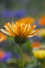 Image showing calendula officinalis