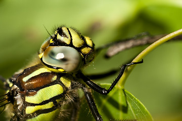 Image showing dragon fly