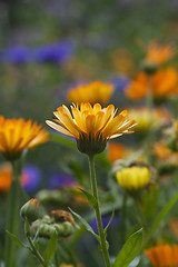 Image showing marigolds