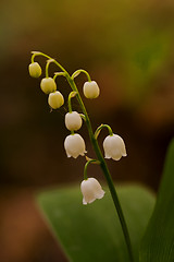 Image showing lily of the valley