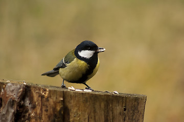 Image showing great tit