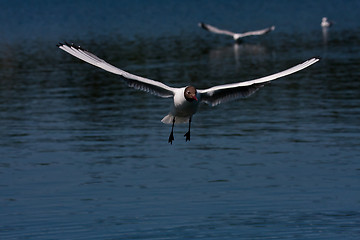 Image showing flying gull