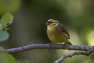 Image showing male yellowhammer