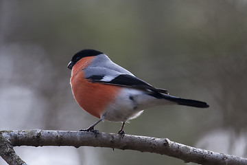 Image showing bullfinch