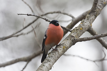 Image showing bullfinch