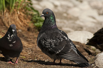 Image showing pair of doves