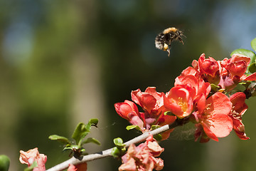 Image showing bumble bee over quince