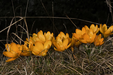 Image showing yellow crocus