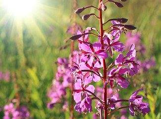 Image showing Wild flower of Willow-herb with sunlight