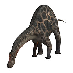 Image showing Dinosaur Dicraeosaurus