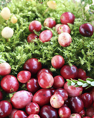 Image showing Cranberries