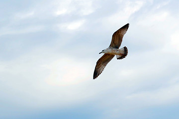 Image showing The seagull flies against the cloudy sky.