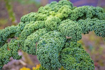 Image showing green kale in cultivation