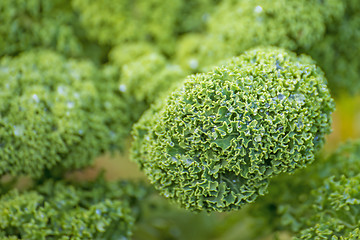 Image showing green kale in cultivation