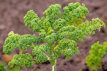 Image showing green kale in cultivation