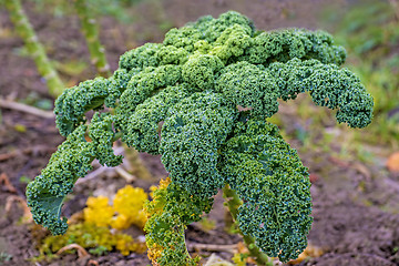 Image showing green kale in cultivation