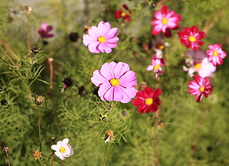 Image showing Cosmos Flower