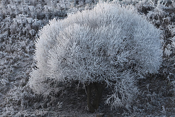 Image showing  Hoarfrost