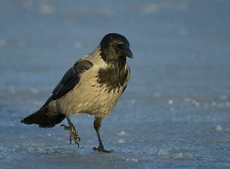 Image showing Hooded Crow on the ice