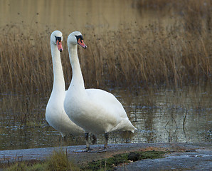 Image showing Muted Swan