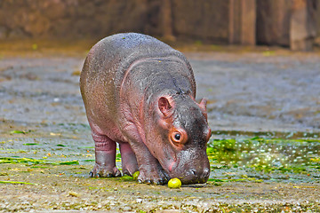 Image showing Little hippo