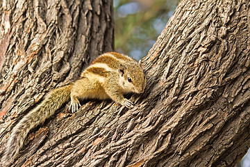 Image showing Indian palm squirrel (Funambulus palmarum) 