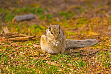 Image showing Indian palm squirrel (Funambulus palmarum) 