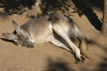 Image showing Kangaroo