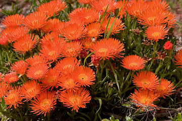 Image showing Orange Flowers